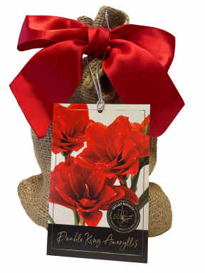 Double King Amaryllis Bulb in Burlap Gift Bag! Includes Growing Medium--Great Holiday Gift!